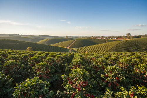Cafea Single Origin Brazilia - plantații Minas Gerais